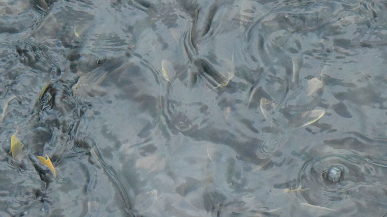釣魚(yú)